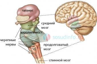 Синдромы поражения ствола мозга на разных уровнях