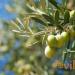 Pokojová rostlina oliva doma