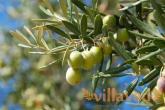 Plante d'intérieur olive à la maison