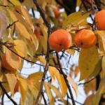 How to choose a persimmon, so as not to wonder