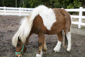 Pony sebagai hewan peliharaan: semua pro dan kontra dari Ponies ada atau tidak