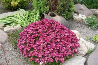 Saxifrage: Proper Planting and Care Purple Saxifrage