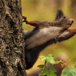 Ce pot mânca veverițele.  Cu ce ​​să hrănești veverițele iarna.  Dieta optimă cu proteine ​​în afara naturii