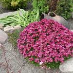 Saxifrage: Proper Planting and Care Purple Saxifrage