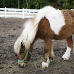 Ponny som husdjur: alla för- och nackdelar med ponnyer finns eller inte