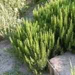 Not just an essential oil: find out all the ways to use rosemary for your skin