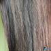 Премахване на коса: прегледи, резултати Премахване на цвят