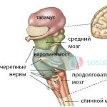 ტვინის ღეროს დაზიანების სინდრომები სხვადასხვა დონეზე