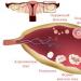 Výpočet ovulace pro početí
