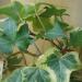 Kapalı sarmaşık bitkisi: özellikleri ve çiçek bakımı