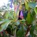 Avocado: Zu Hause aus Samen wachsen - Pflanzen und Pflege